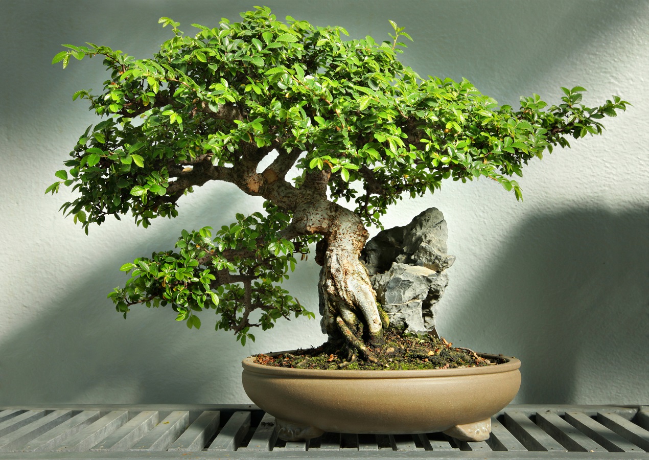 Doniczki do bonsai